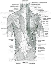 The anatomy of the sartorius muscle of your thigh. Muscles Coloring Pages Abdominal Anatomy Page Book Ideas Classic Muscle Car Muscle Diagram Anatomy Coloring Book Anatomy Images