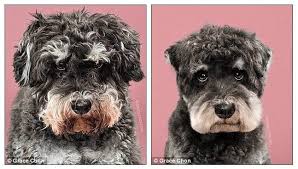These Before And After Pictures Of Groomed Dogs Will Make You Squee Schnauzer Grooming Dog Grooming Pampered Dogs