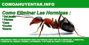 Sin embargo, esto no implica. Como Eliminar Las Hormigas Del Jardin Plantas Casa Cocina Huerto Como Ahuyentar