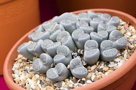 Image result for Lithops