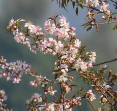 Image result for Prunus cerasoides