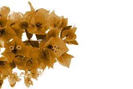 Sepia Flowers | Free stock photos - Rgbstock - Free stock images | xymonau  | December - 08 - 2009 (20)