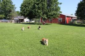 Lucky pups corgis are now owned and raised by kristen & chris cooper in vilonia, arkansas. Akc Corgi Puppies For Sale In Indiana