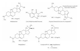 Image result for Sorindeia juglandifolia