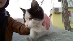 Gulser Eda Adli Kullanicinin Animals Panosundaki Pin Goruntuler Ile