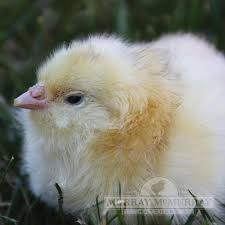 We did not find results for: Murray Mcmurray Hatchery Salmon Faverolles