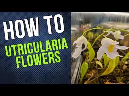 Image result for Utricularia formula