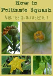 As they crawl about, pollen gets how to pollinate petunias. How To Hand Pollinate Squash Pollination Growing Vegetables Edible Garden