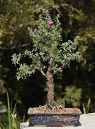 Bonsai trees are often grown as miniaturized versions of plants which can be shaped into a certain bonsai growing techniques you have to learn certain basic techniques that are essential for. Uncommon Bonsai Species Texas Sage