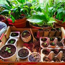 The first container plants to suffer from heat waves and dry air last week are baskets with coconut fiber lining (other fibrous lining can be made of sphagnum moss). 7 Diy Seed Pots From Common Household Items For Starting Seeds Indoors