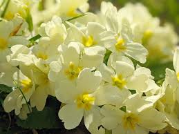 Image result for Primulaceae