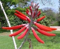 Image result for Erythrina sacleuxii