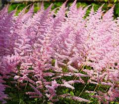 Ranging from 6 in (15 cm) to 24 in. Astilbe Chinensis Finale Degroot