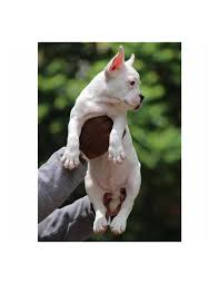 The french bulldog is a loving and affectionate dog breed that loves to play. French Bulldog Puppies For Sale Gender Male