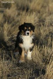 Black And Brown Australian Shepherd Puppy Aussie Aussie Dogs Aussie Puppies Australian Shepherd Dogs