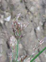 Image result for Bulbostylis densa