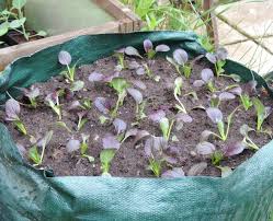 Namun, setiap kali kita masak sayur sawi, pasti kita akan membuang bahagian bawah batang sawi tersebut bukan? Cara Menanam Pakcoy Di Polybag Atau Pot Bibitbunga Com
