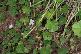 Image result for Malva neglecta