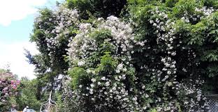 A strong grower that will climb in warmer areas, but is usually a substantial shrub. Fertilize Roses Heirloom Roses