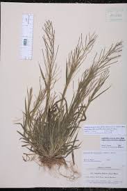 Image result for Leptochloa panicea