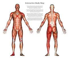 The muscles of the pelvis, hip and buttock anatomical chart shows how each muscle in this area of the body works with the others, and the various minor systems within the major ones. Interactive Body Map Pain Instacare