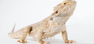 Family owned exotic pet store that ships reptiles nationwide. Exotic Pet Advice Guinea Pigs Reptiles Birds Apex Vets In Denny