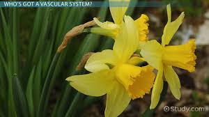 Maybe you would like to learn more about one of these? Vascular Tissue In Plants Function Structure Video Lesson Transcript Study Com