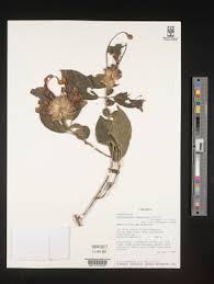 Image result for Clerodendrum capitatum