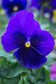 Purple Pansy Flower Photo Greeting Card Etsy Pansies Flowers Flower Photos Pansies