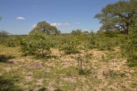 Image result for Hermannia boraginiflora