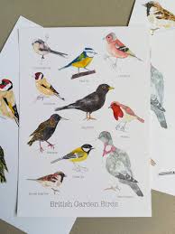 British Garden Birds A4 Print Bird Lovers Gift Nature Etsy Bird Poster Bird Prints Black Bird