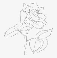 Pink rose floral pattern measurement: Rose Floral Design Flower Line Art White Transparent Rose Line Art Transparent Png 699x750 Free Download On Nicepng
