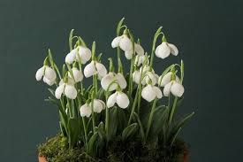 Galanthus Plicatus Subsp Byzantinus Diggory Garten