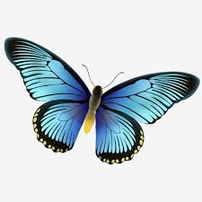 Blue Butterfly Png Material Butterfly Blue Butterfly Cartoon Butterfly Png Transparent Clipart Image And Psd File For Free Download Blue Butterfly Cartoon Butterfly Butterfly Clip Art