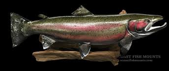 Maybe you would like to learn more about one of these? Faux Taxidermy Repro Beautiful Rainbow Trout Taxidermy Mount Log Cabin Fishin Lodge Decor 1 Taxidermy Curiosities