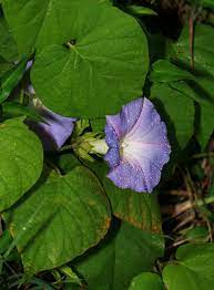 Ipomoea Indica Oceanblue Morning Glory Koali Awa Blue Dawn Flower Blue Morningglory Blue Morning Glory Hawaiian Plants And Tropical Flowers