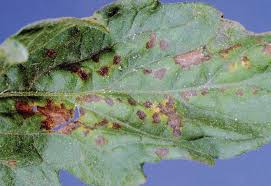 Image result for tomato seedling xanthomonas vesicatoria