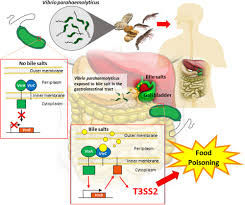 In vertebrates, the gallbladder is a small hollow organ where bile is stored and concentrated before it is released into the small intestine. Frontiers Bile Sensing The Activation Of Vibrio Parahaemolyticus Virulence Microbiology