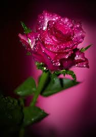 Tinnacriss Beautiful Rose Flowers Flowers Amazing Flowers