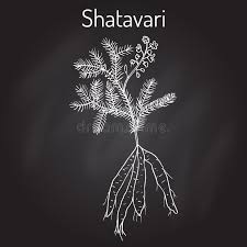 Image result for Asparagus racemosus