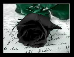 Maybe you would like to learn more about one of these? Black Rose Symbolism Wiki Fandom