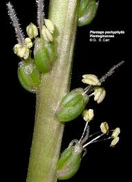 Image result for Plantaginaceae