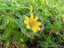 Pin On Flowers