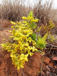 Image result for Ochna richardsiae