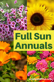 Full sun shrubs full sun plants bamboo species plant species perennial grasses hardy perennials wisteria plant perennial ground cover autumn clematis. Full Sun Annuals For A Beautiful Yard Full Sun Annuals Summer Flowers Garden Annual Flowers