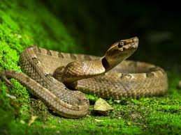 أهم المعلومات والحقائق حول صفات الثعبان - بر وبحر