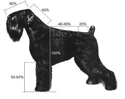 Growth Chart Black Russian Terrier Google Suche Black