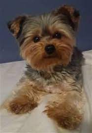 The puppy cut simply leaves your dog with an even coat all over. Different Yorkie Haircut Styles Yorkshire Terrier Information