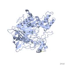 Image result for Lipase