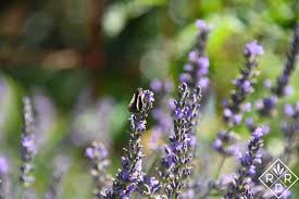 Check spelling or type a new query. Grow Lavender In Oklahoma Red Dirt Ramblings